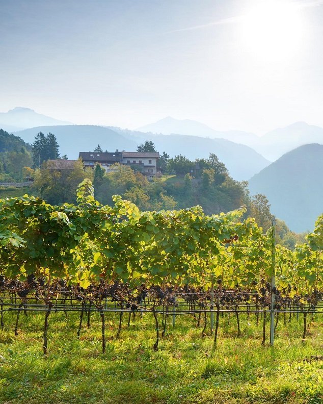 Vína z Trentina a Južného Tirolska
