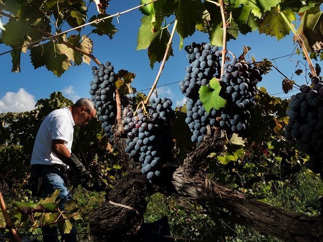 Nero d’Avola, najznámejšie víno Sicílie